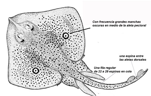 Raja polystigma_01.jpg